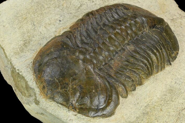 Bargain, Struveaspis Trilobite Tinejdad - Morocco #119912